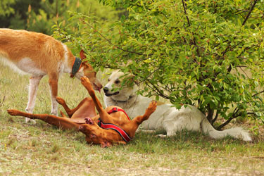 Hundebetreuung Friedrichshain 1